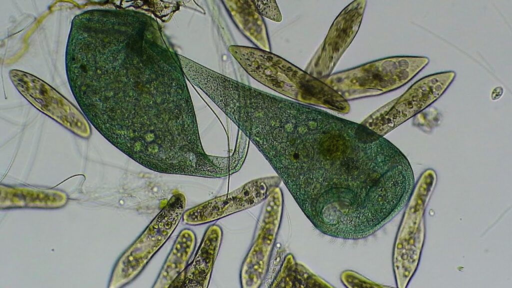 37 Recent Scientific Discoveries That Rewrote Science Textbooks