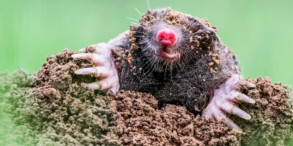 These Are The Ugliest Animals in the World (And We Can&#8217;t Look Away)
