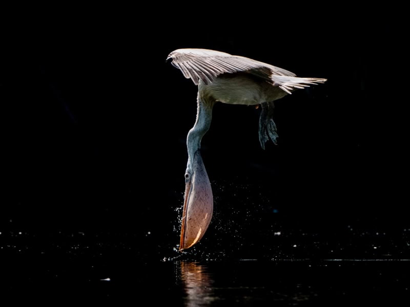 25 Unforgettable Wildlife Scenes from Siena’s Most Celebrated Photo Awards