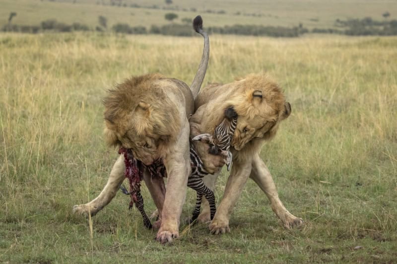 25 Unforgettable Wildlife Scenes from Siena’s Most Celebrated Photo Awards