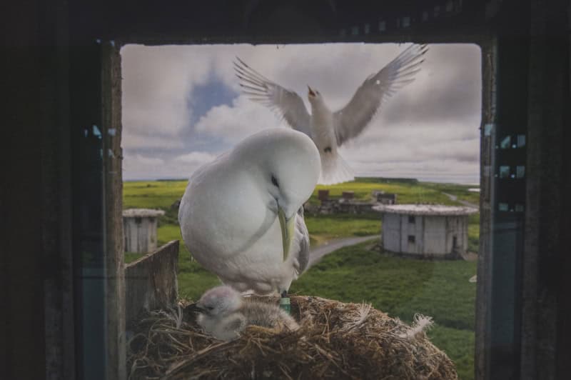 25 Unforgettable Wildlife Scenes from Siena’s Most Celebrated Photo Awards