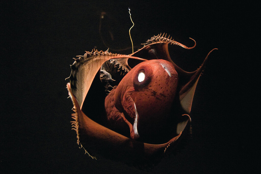 These Are The Ugliest Animals in the World (And We Can&#8217;t Look Away)