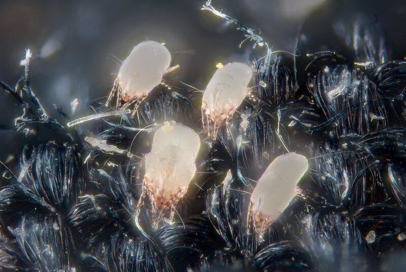 Radiation-Proof Creatures: 35 Species That Will Outlive Humanity in a Nuclear War