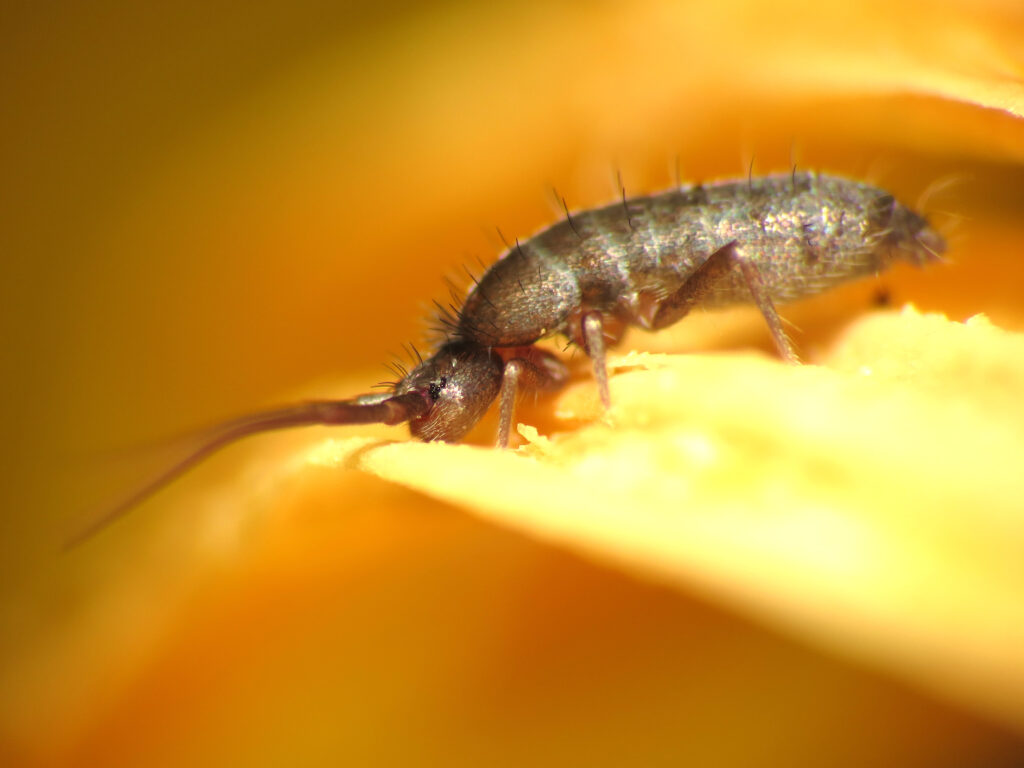 Radiation-Proof Creatures: 35 Species That Will Outlive Humanity in a Nuclear War