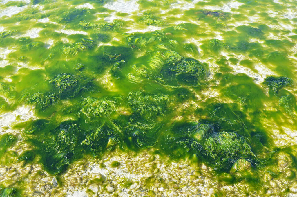 Radiation-Proof Creatures: 35 Species That Will Outlive Humanity in a Nuclear War