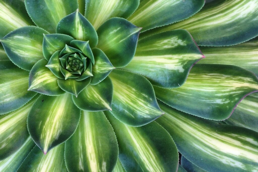 36 Mesmerizing Phenomena That Follow Fibonacci&#8217;s Mathematical Pattern