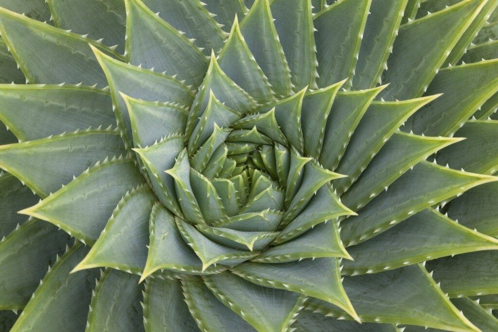 36 Mesmerizing Phenomena That Follow Fibonacci&#8217;s Mathematical Pattern