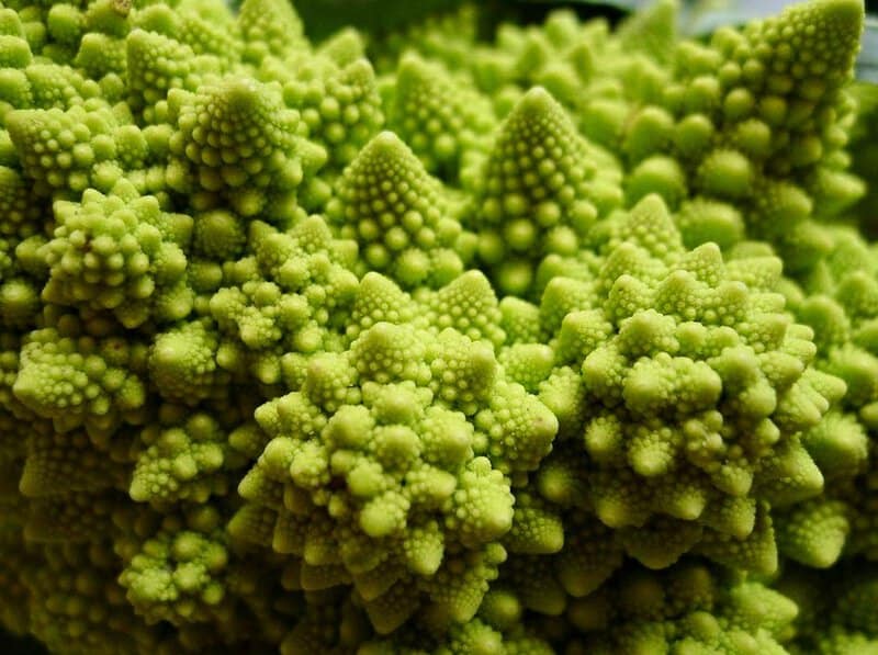 36 Mesmerizing Phenomena That Follow Fibonacci&#8217;s Mathematical Pattern