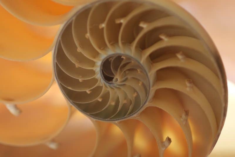 36 Mesmerizing Phenomena That Follow Fibonacci&#8217;s Mathematical Pattern