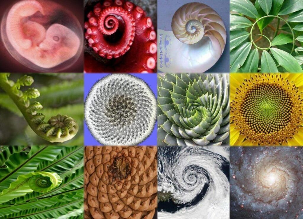 36 Mesmerizing Phenomena That Follow Fibonacci&#8217;s Mathematical Pattern
