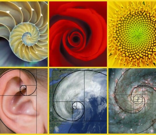 36 Mesmerizing Phenomena That Follow Fibonacci’s Mathematical Pattern