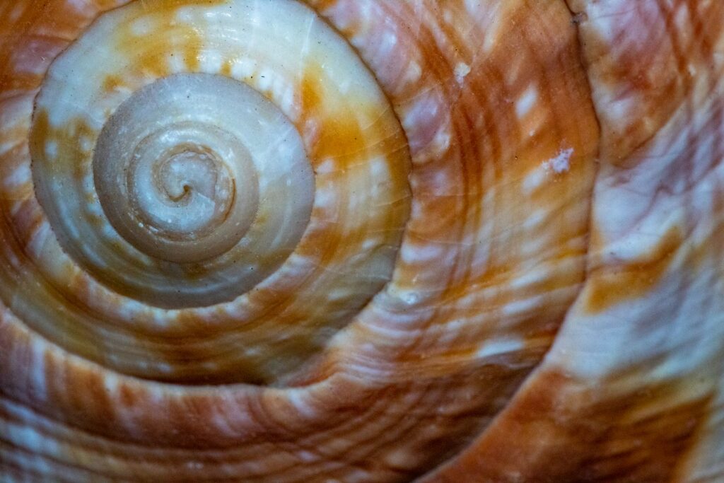 36 Mesmerizing Phenomena That Follow Fibonacci&#8217;s Mathematical Pattern