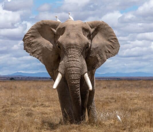 Who Lives The Longest and How? Ranking The Top 40 Animals with the Longest Lifespan