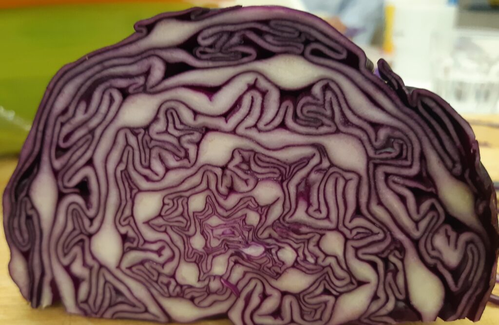 36 Mesmerizing Phenomena That Follow Fibonacci&#8217;s Mathematical Pattern