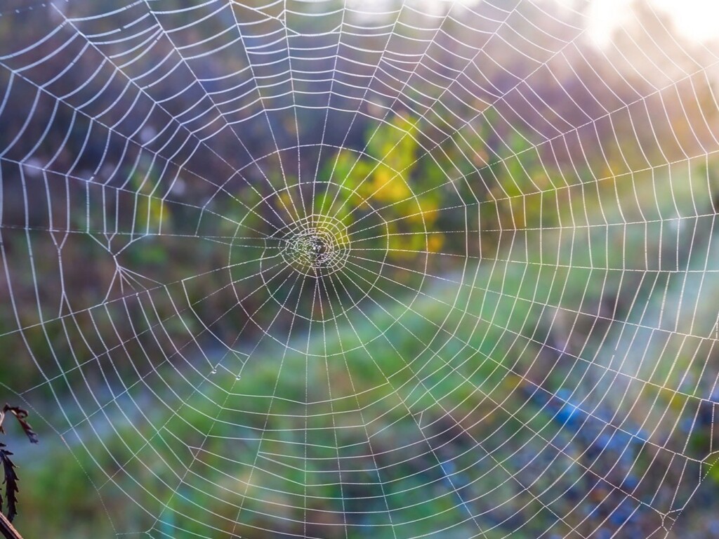 36 Mesmerizing Phenomena That Follow Fibonacci&#8217;s Mathematical Pattern