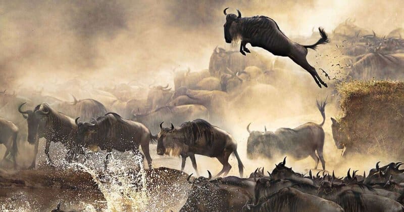 38 Magnificent Animal Migrations That Will Leave You in Awe of Nature