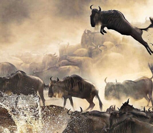 38 Magnificent Animal Migrations That Will Leave You in Awe of Nature