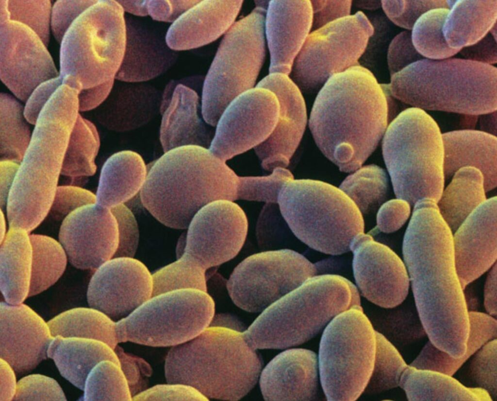 Radiation-Proof Creatures: 35 Species That Will Outlive Humanity in a Nuclear War