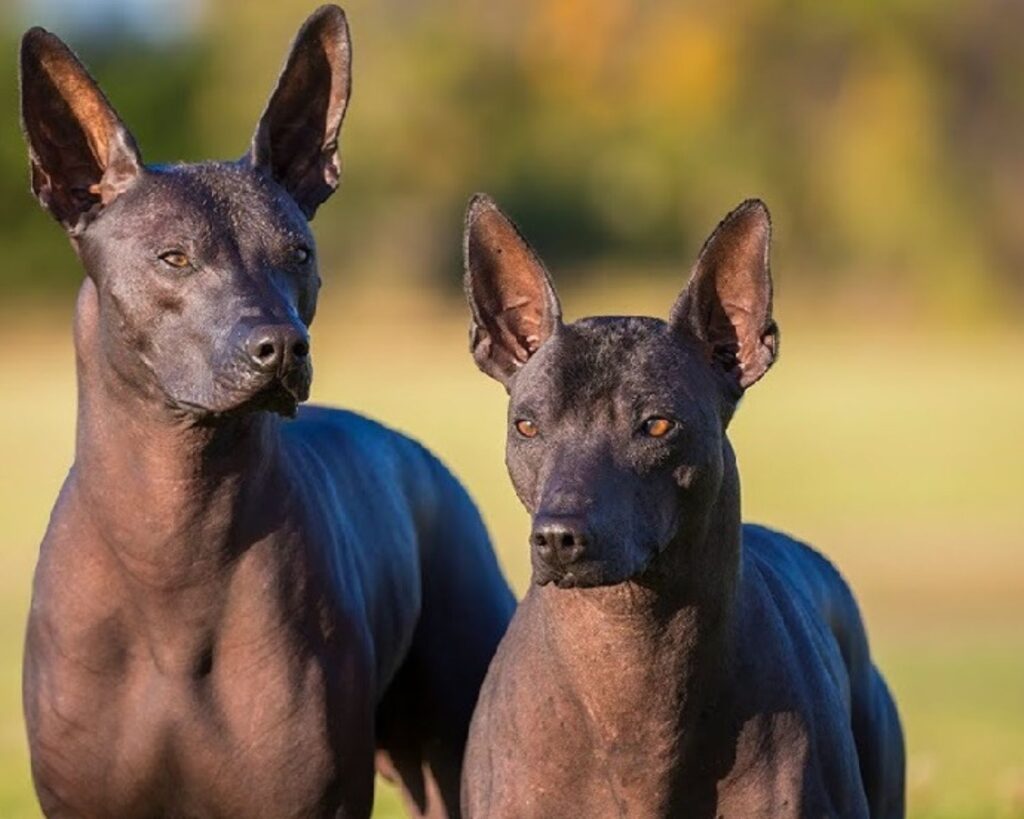 Here are the 23 Newest Dog Breeds Taking Over the World in 2025