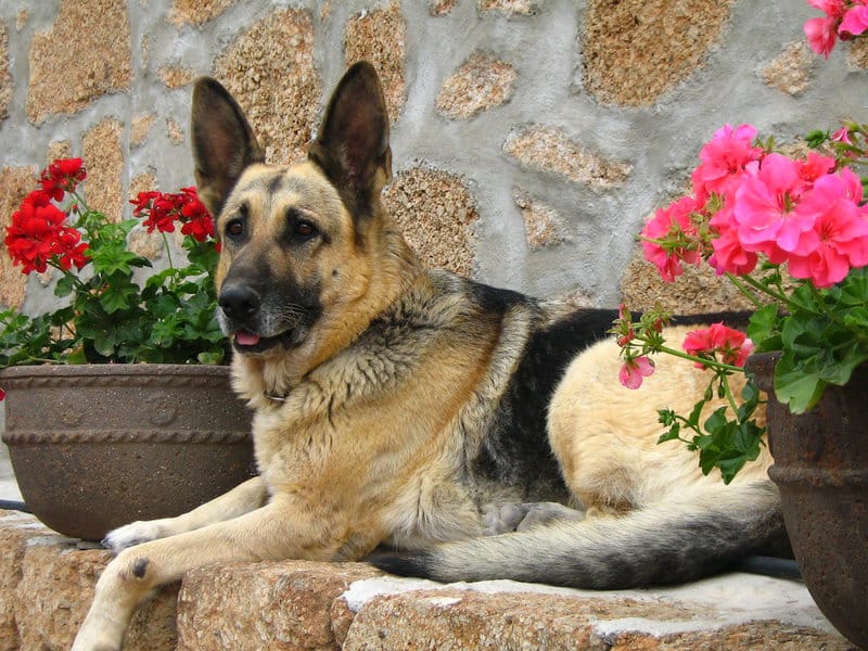 What Your Breeder Won&#8217;t Tell You: Common Health Issues in Popular Dog Breeds