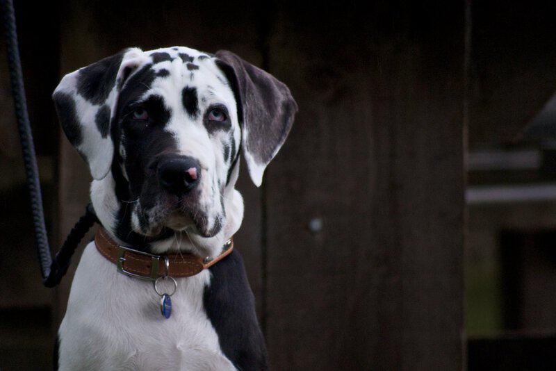 What Your Breeder Won&#8217;t Tell You: Common Health Issues in Popular Dog Breeds