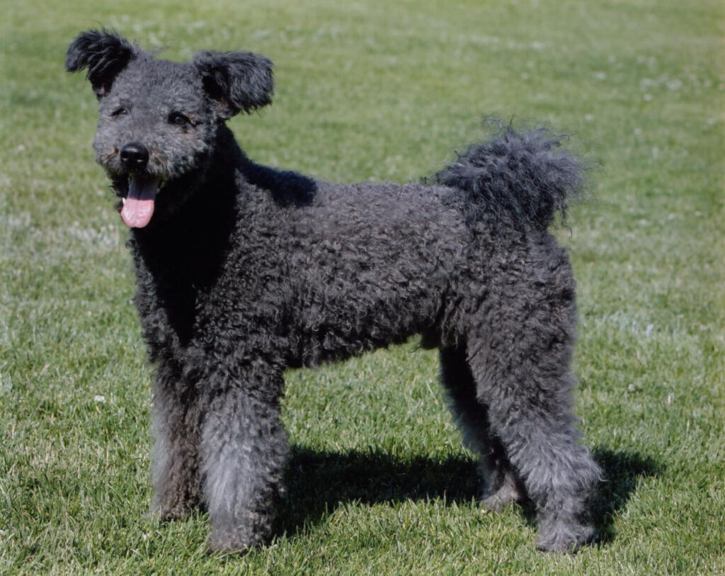 Here are the 23 Newest Dog Breeds Taking Over the World in 2025 Science Sensei