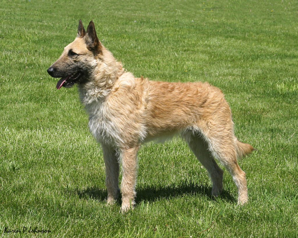 Here are the 23 Newest Dog Breeds Taking Over the World in 2025