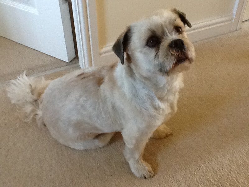 What Your Breeder Won&#8217;t Tell You: Common Health Issues in Popular Dog Breeds