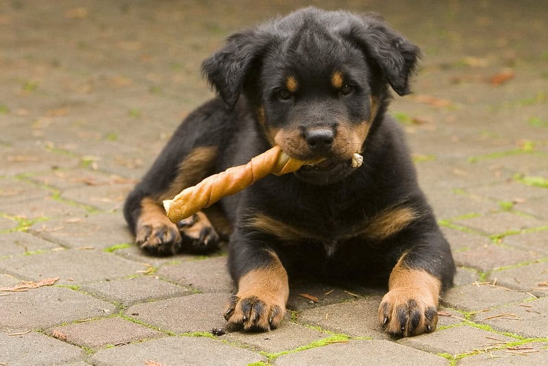 What Your Breeder Won&#8217;t Tell You: Common Health Issues in Popular Dog Breeds