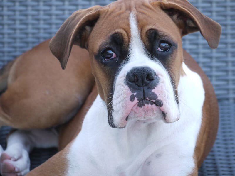 What Your Breeder Won&#8217;t Tell You: Common Health Issues in Popular Dog Breeds
