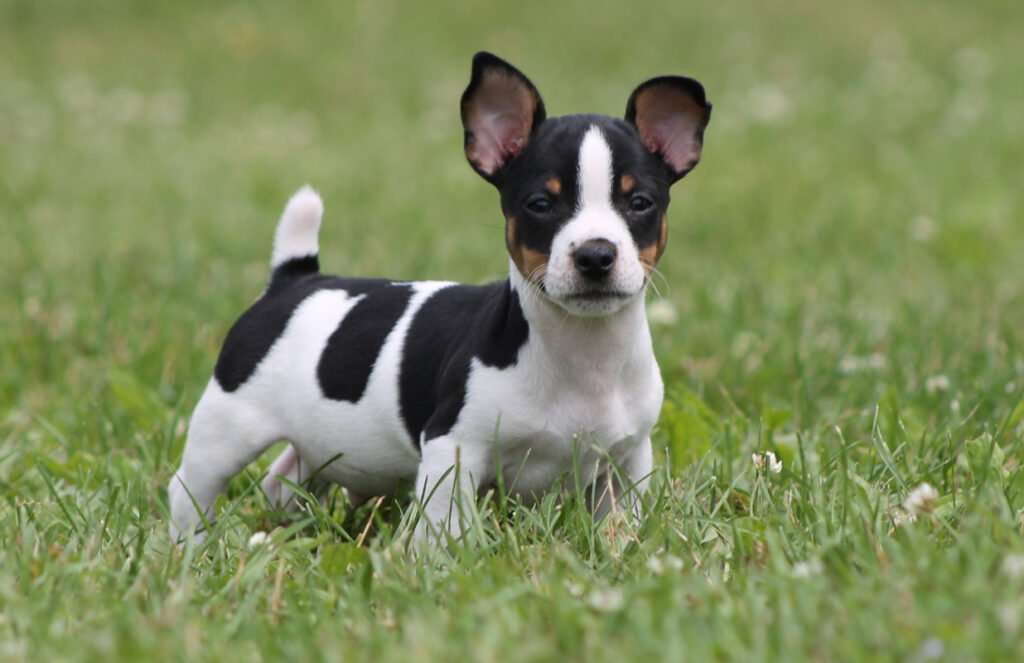 Here are the 23 Newest Dog Breeds Taking Over the World in 2025