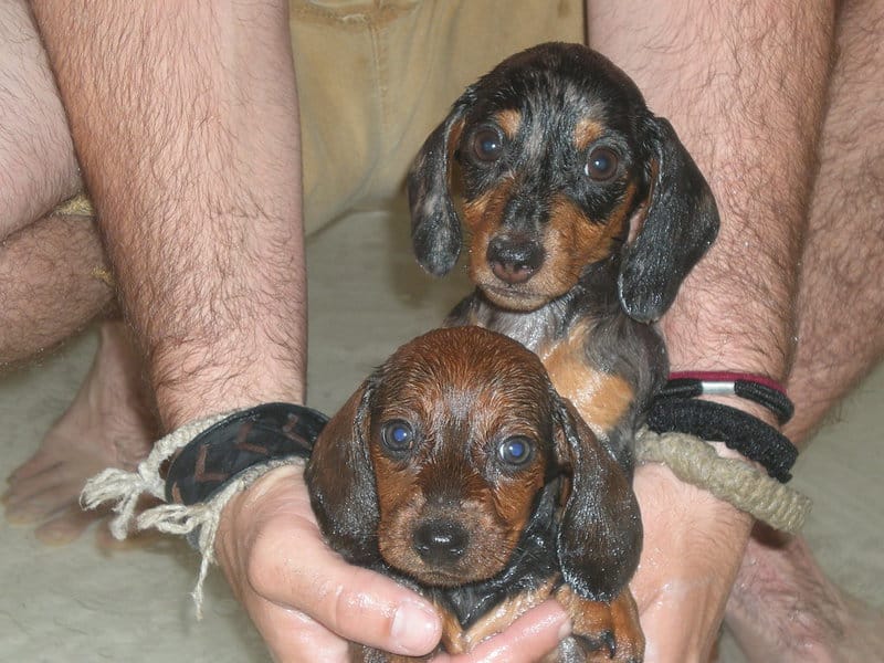 What Your Breeder Won&#8217;t Tell You: Common Health Issues in Popular Dog Breeds