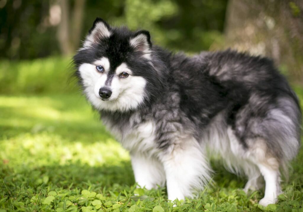 Here are the 23 Newest Dog Breeds Taking Over the World in 2025