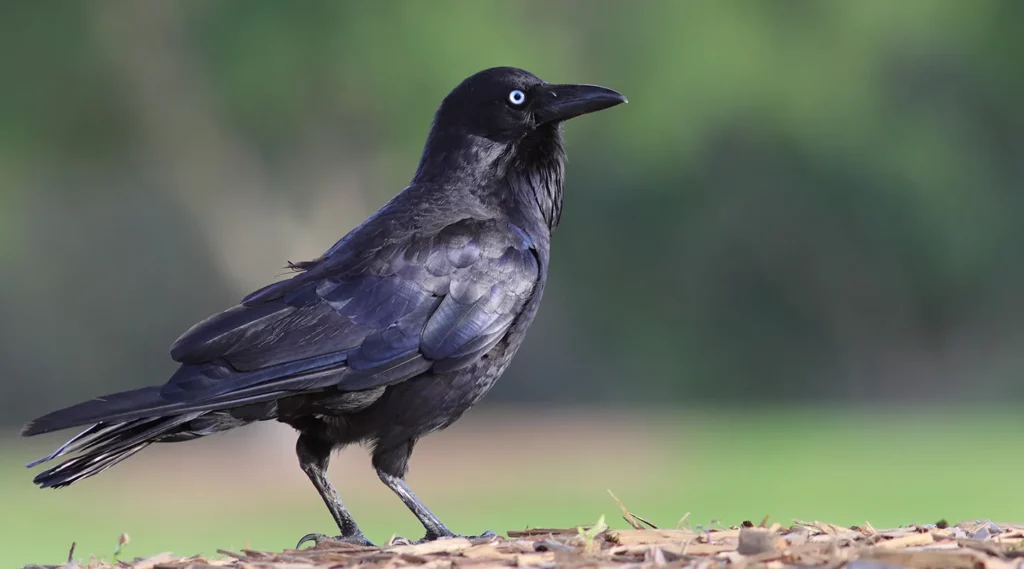 Which Animals Are the Smartest? Here’s the Ranking