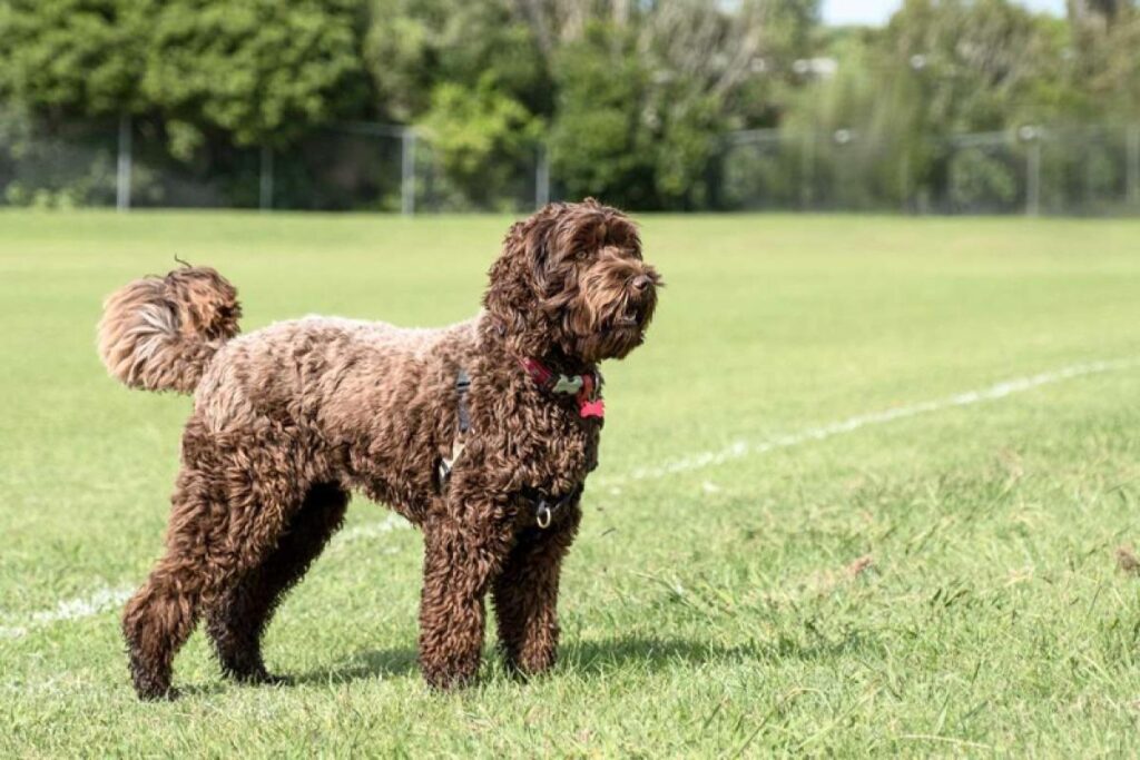 Here are the 23 Newest Dog Breeds Taking Over the World in 2025