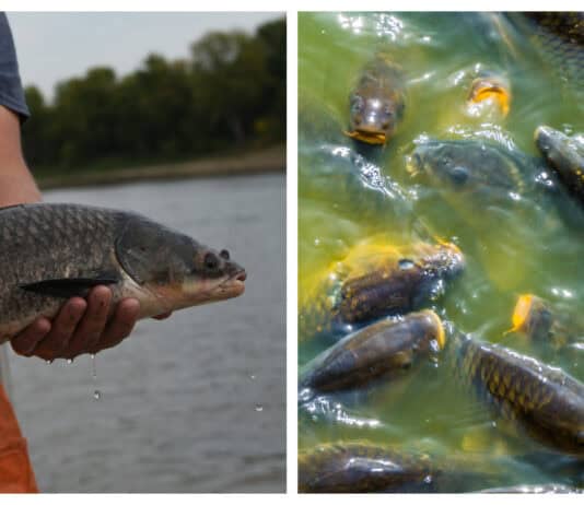 Invasive Species: Non-Native Animals That Devastated Their New Homes