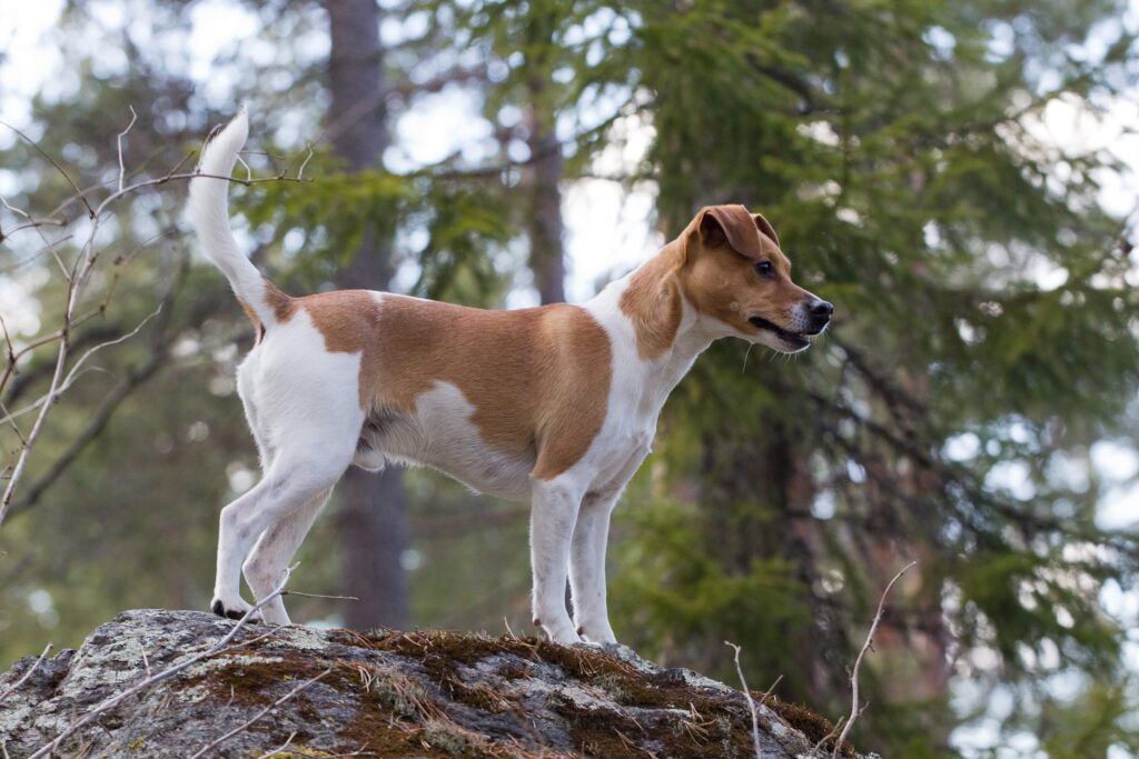 Here are the 23 Newest Dog Breeds Taking Over the World in 2025
