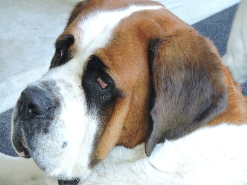 What Your Breeder Won&#8217;t Tell You: Common Health Issues in Popular Dog Breeds