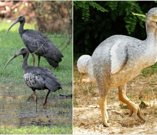 Back From the Dead: 30 Animals Scientists Thought Were Extinct