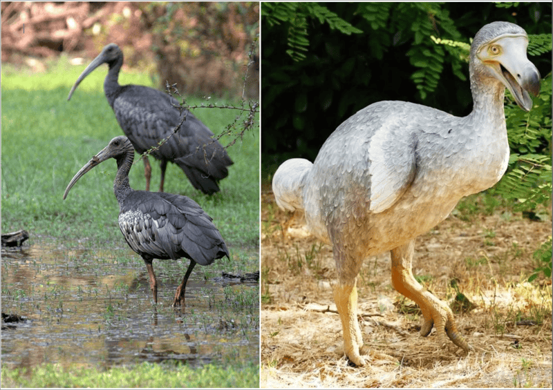 Back From the Dead: 30 Animals Scientists Thought Were Extinct ...