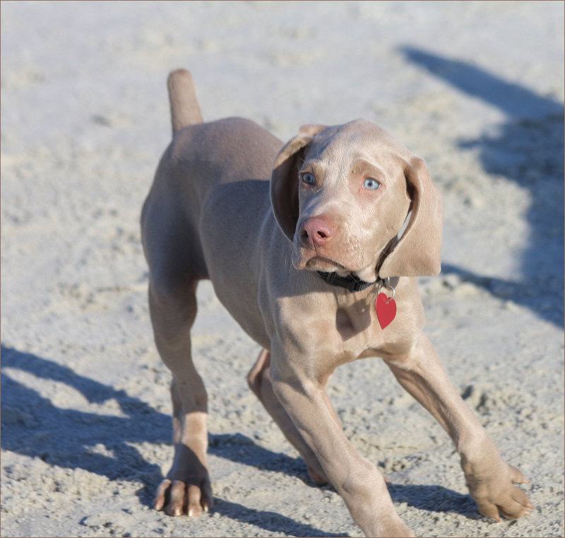 What Your Breeder Won&#8217;t Tell You: Common Health Issues in Popular Dog Breeds