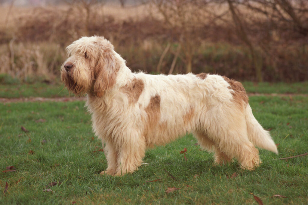 Here are the 23 Newest Dog Breeds Taking Over the World in 2025