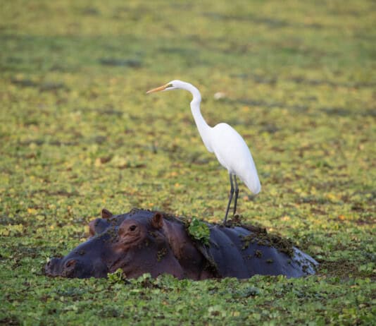 These Symbiotic Relationships Show Us How Clever Mother Nature Can Be