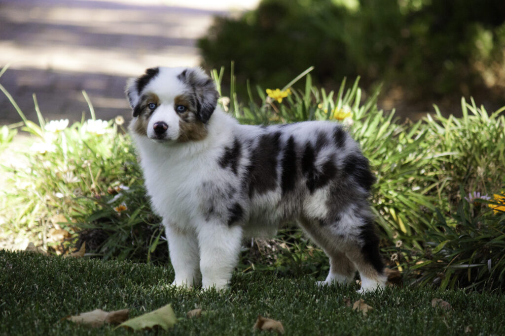 Here are the 23 Newest Dog Breeds Taking Over the World in 2025