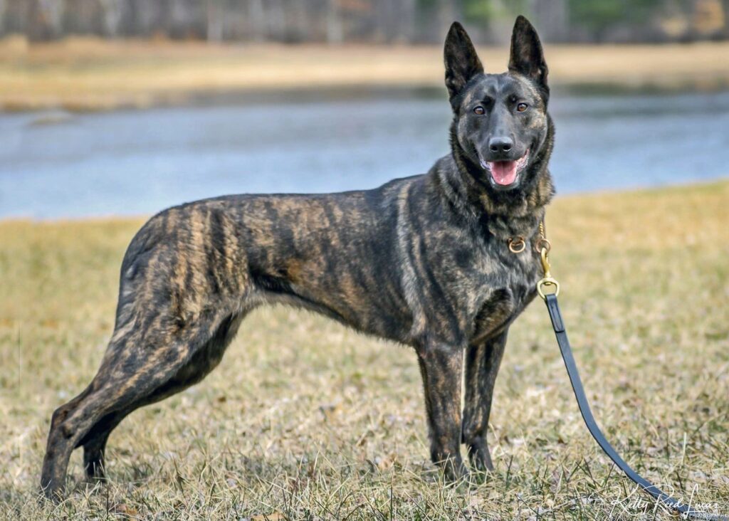 Here are the 23 Newest Dog Breeds Taking Over the World in 2025