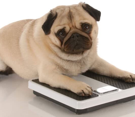 What Your Breeder Won’t Tell You: Common Health Issues in Popular Dog Breeds