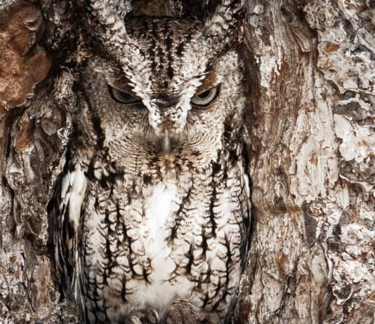 Masters of Camouflage: Test Your Skills in This Animal Hide-and-Seek Game!