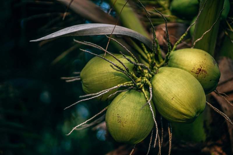Centenarians Reveal What They’ve Been Eating to Stay Healthy for Over a Century