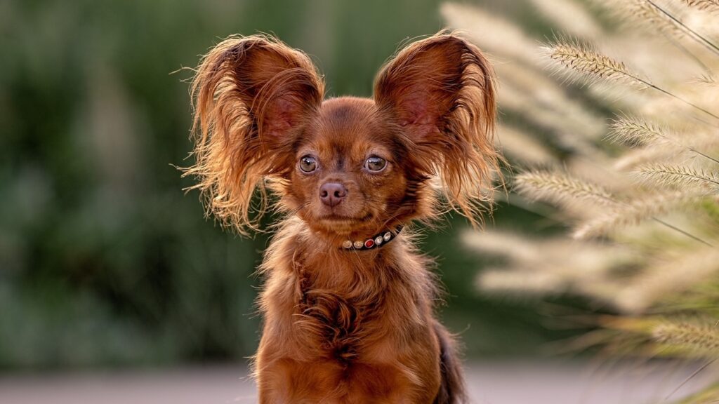 Here are the 23 Newest Dog Breeds Taking Over the World in 2025