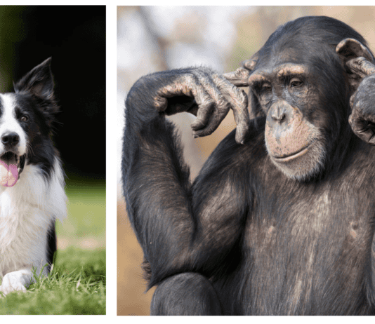 Which Animals Are the Smartest? Here’s the Ranking